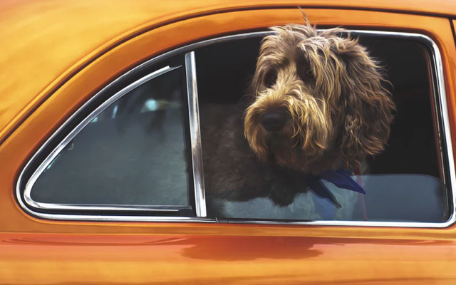 Cute brown dog looking out window of orange car